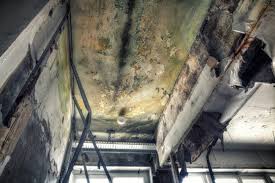 Best Mold Damage Restoration in Woodbury, MN